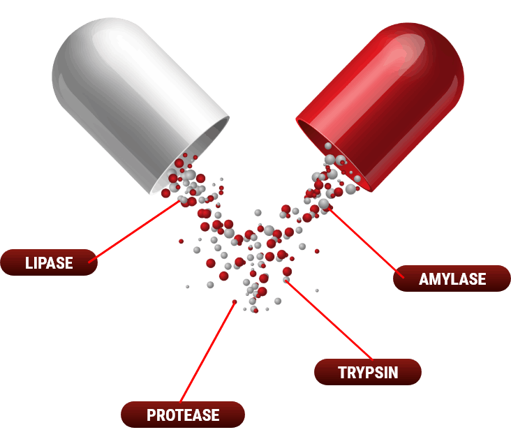 Blood Sugar Support+ Ingredients